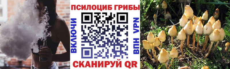 Галлюциногенные грибы Psilocybine cubensis  Абдулино 